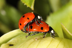 Joaninhas - um auxiliar precioso, saiba tudo sobre elas