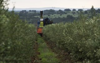 Apanha e colheita da azeitona